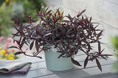 《Apex英雄》四周年纪念活动 免费送英雄密客和艾许