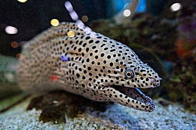 陈星汉解释为何不会玩《最终幻想7重制版》：不想破坏童年记忆